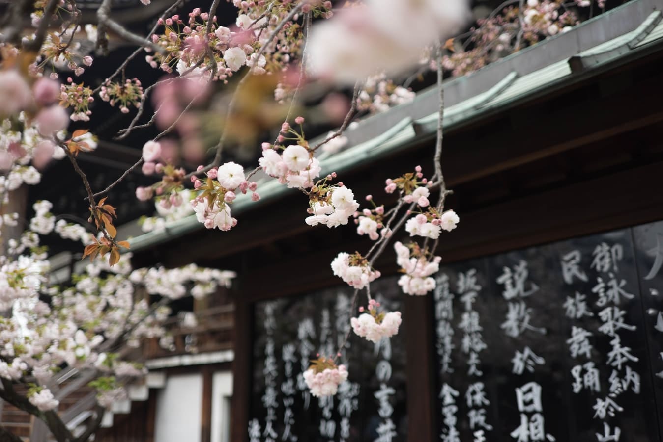 Japan-osaka-bloesem-bloemen