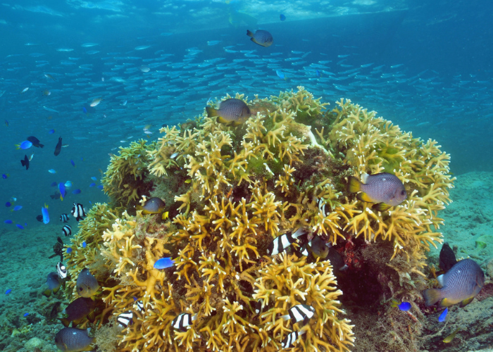 Tonga-Vavau-koraal rif-snorkelen-duiken