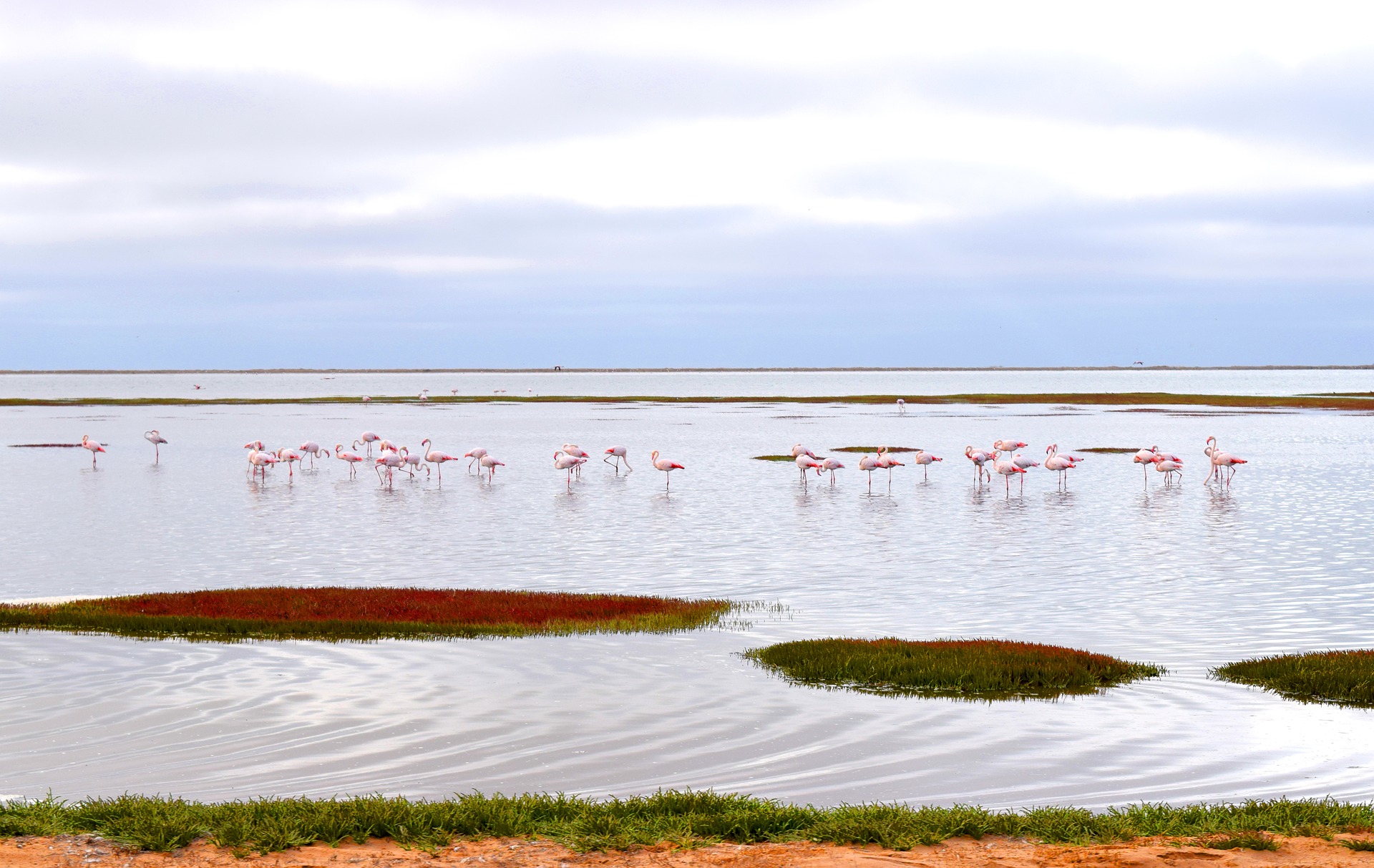 namibië-walvisbaai-flamingo's-natuur