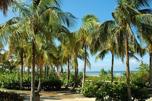 Verenigde-staten-florida-key-west-palmbomen-strand-zee