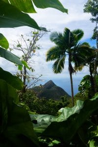 Caribbean-Saba-jungle