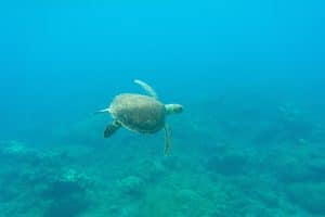 Caribbean-Saba-schildpad